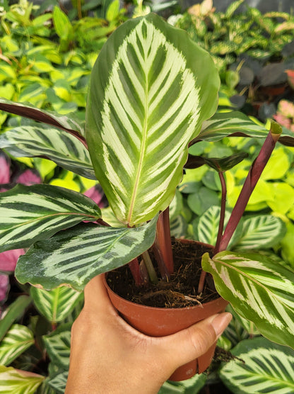 4" Calathea Cora