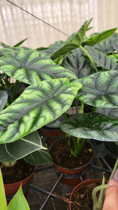 4” Alocasia Mirror Face Sinuata