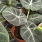4” Alocasia Ninja