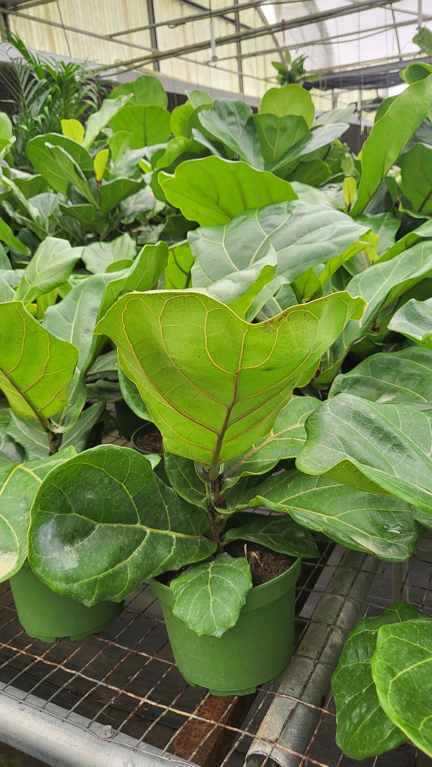 6” Ficus Lyrata Bush