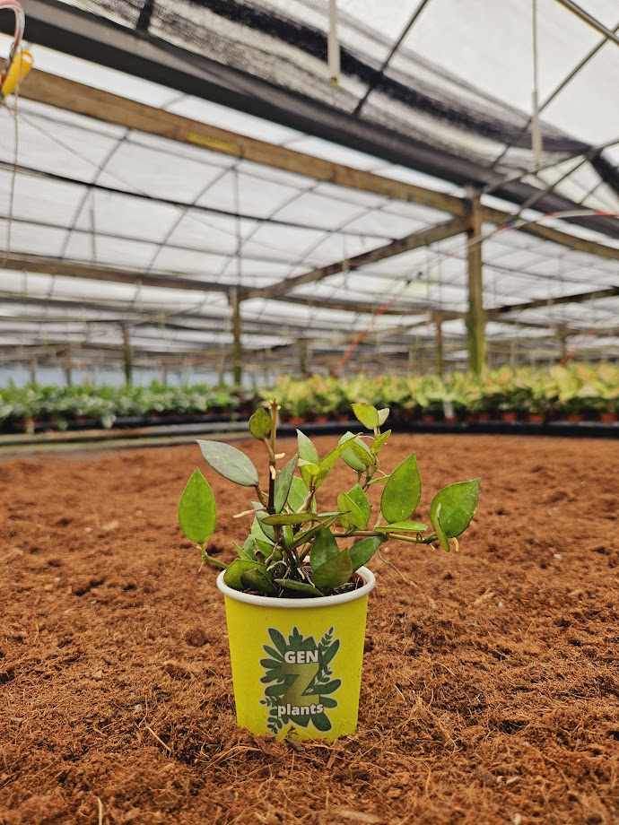 Basic Package - BELEAF 2" Plants