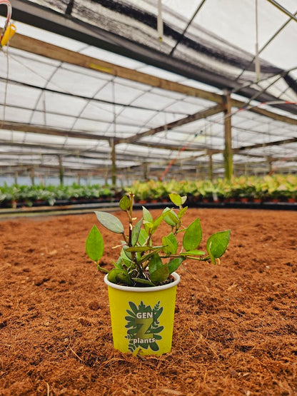 Basic Package - BELEAF 2" Plants