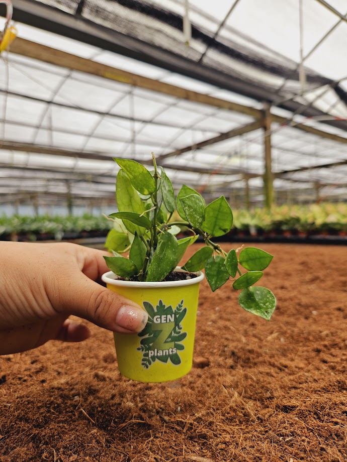 Basic Package - BELEAF 2" Plants