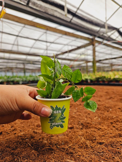Basic Package - BELEAF 2" Plants