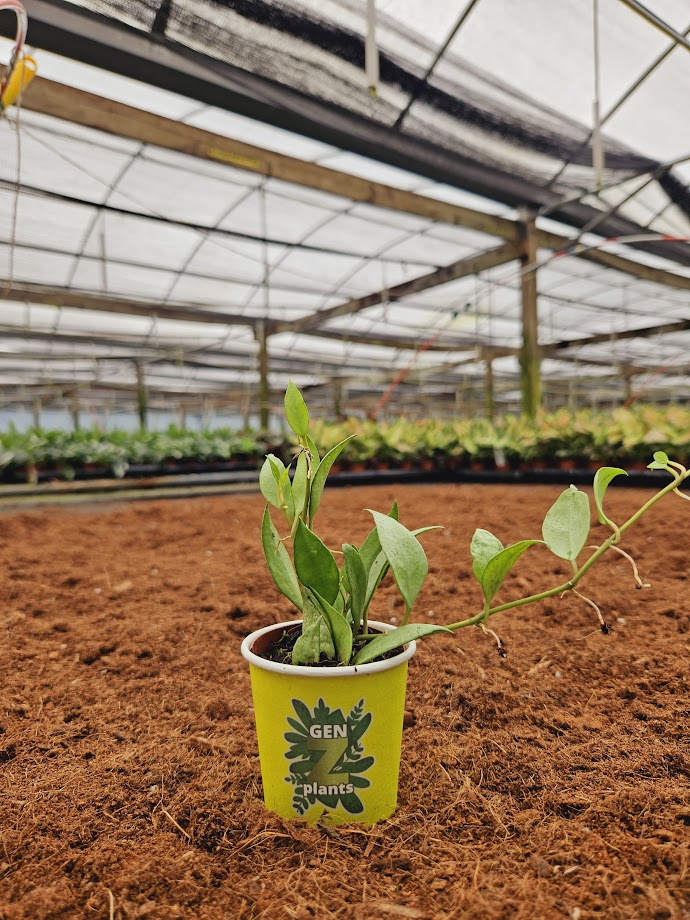 Basic Package - BELEAF 2" Plants