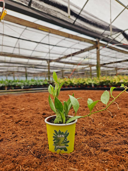 Basic Package - BELEAF 2" Plants