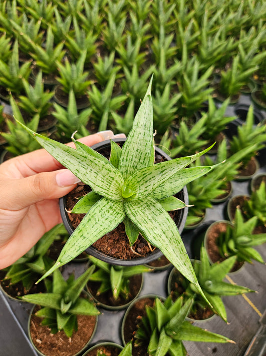 Sansevieria Josephine