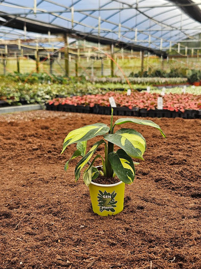 Basic Package - BELEAF 2" Plants