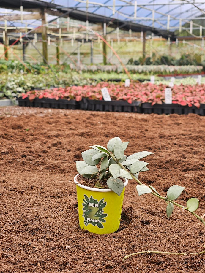 Basic Package - BELEAF 2" Plants