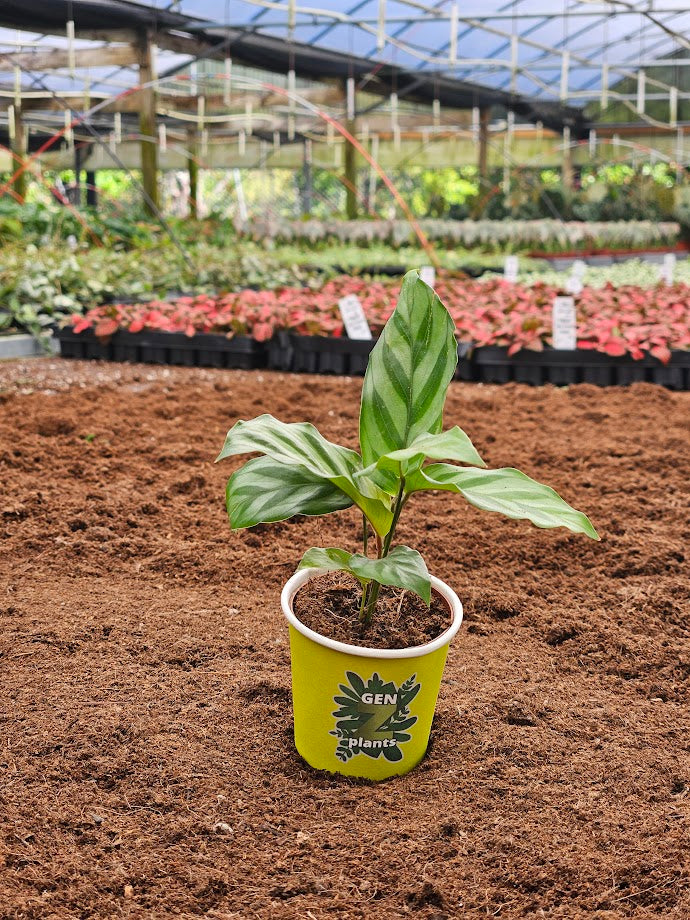 Basic Package - BELEAF 2" Plants