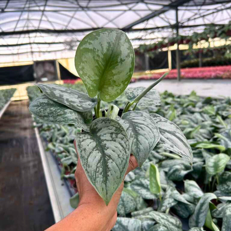 4” Scindapsus Exotica