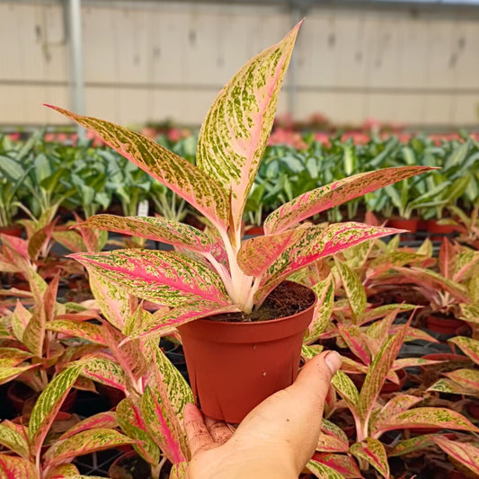 4" Aglaonema Legacy Red
