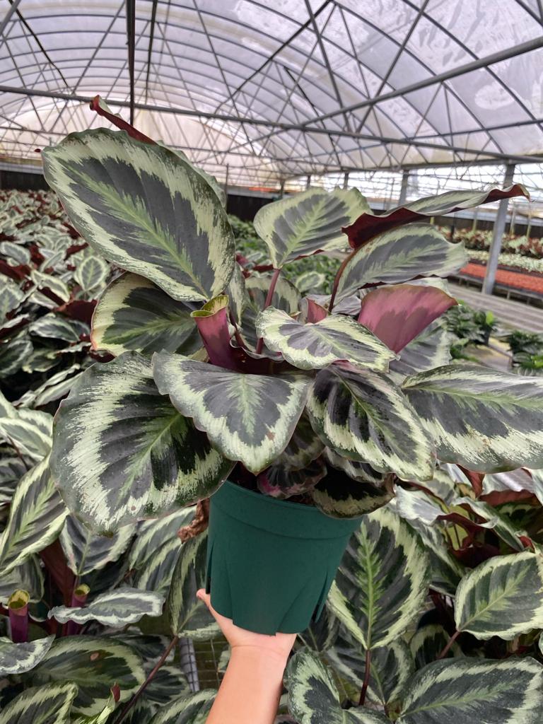 8” Calathea Shine Star