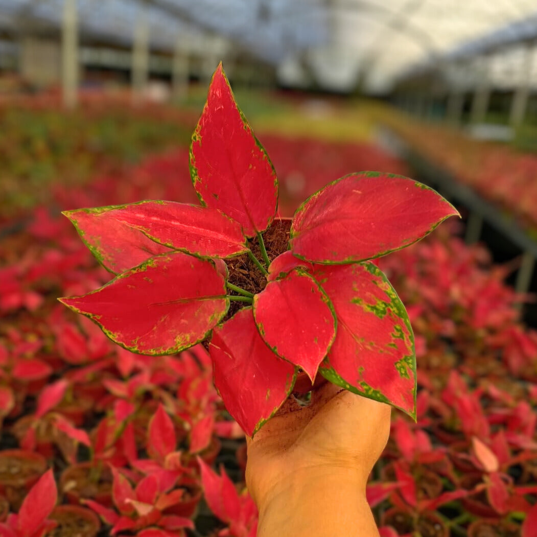 4" Aglaonema Rubi Garuda