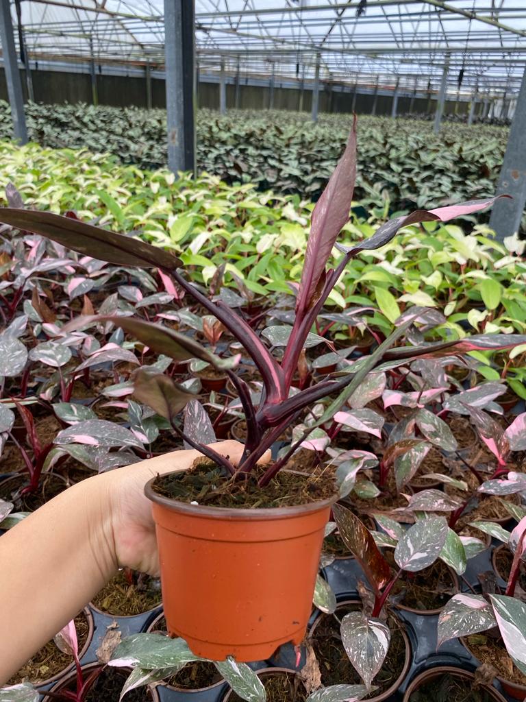 4” Philodendron Pink Princess Marble