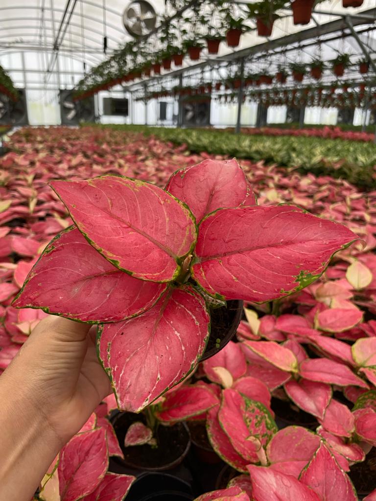4" Aglaonema Geely Red