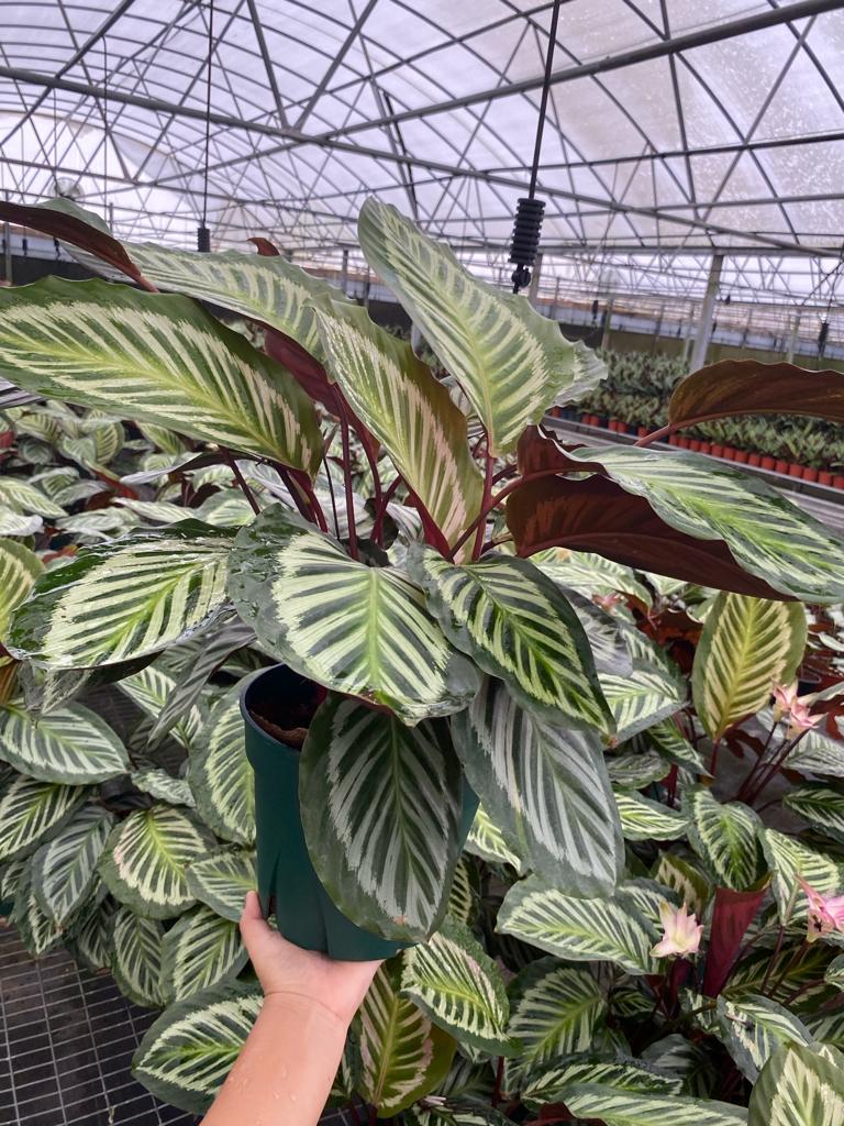 8" Calathea Cora