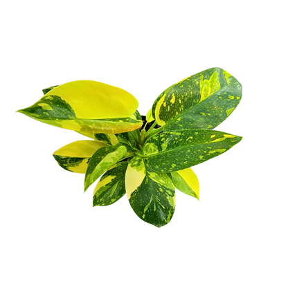 4" Philodendron Green Congo Varigated (High Variegation)