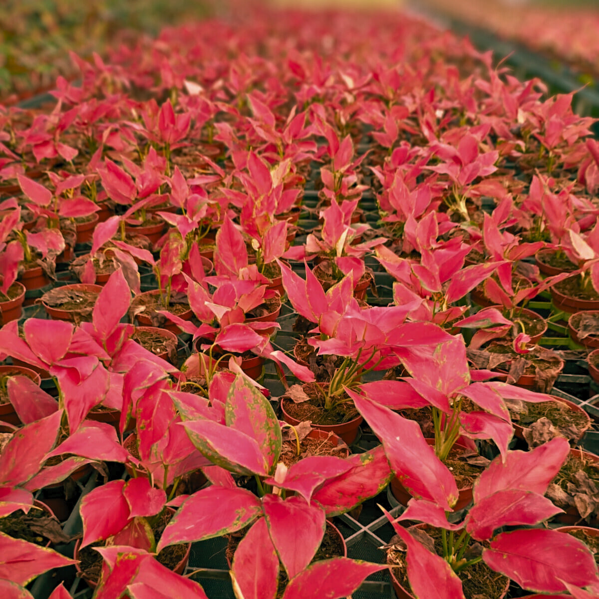 4" Aglaonema Rubi Garuda