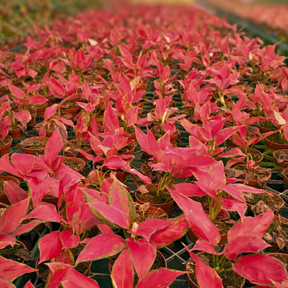 4" Aglaonema Rubi Garuda