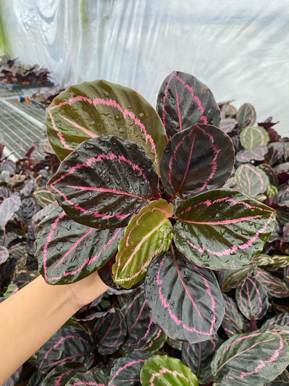 4” Calathea Rosceapicta Dottie