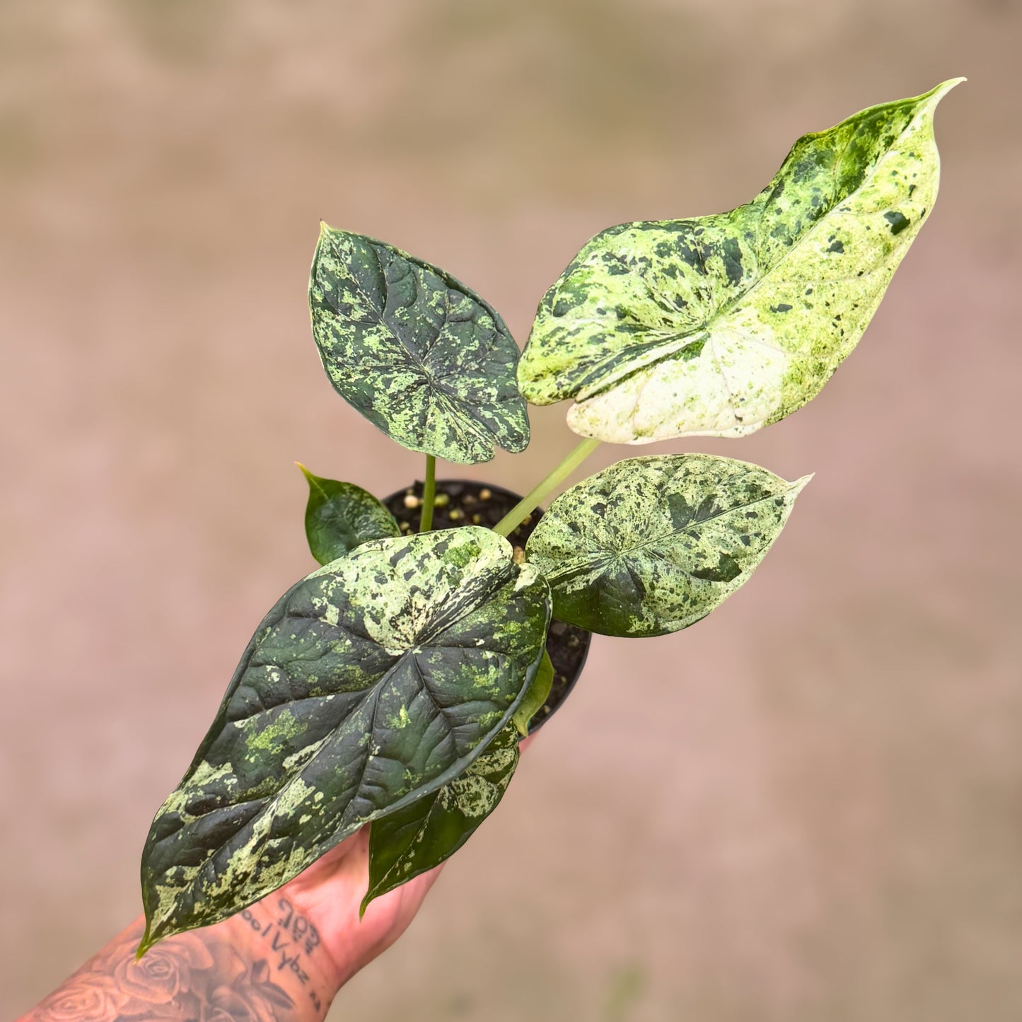 4” Alocasia Dragon Scale (Mint Variegated) (High Variegation)