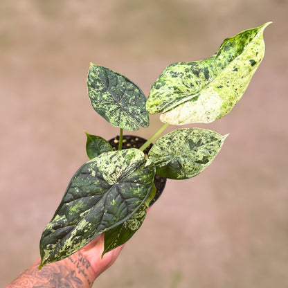4” Alocasia Dragon Scale (Mint Variegated) (High Variegation)