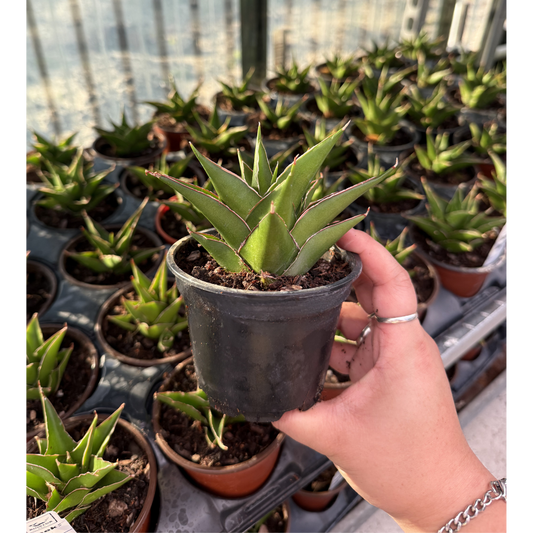 Sansevieria Green Tower