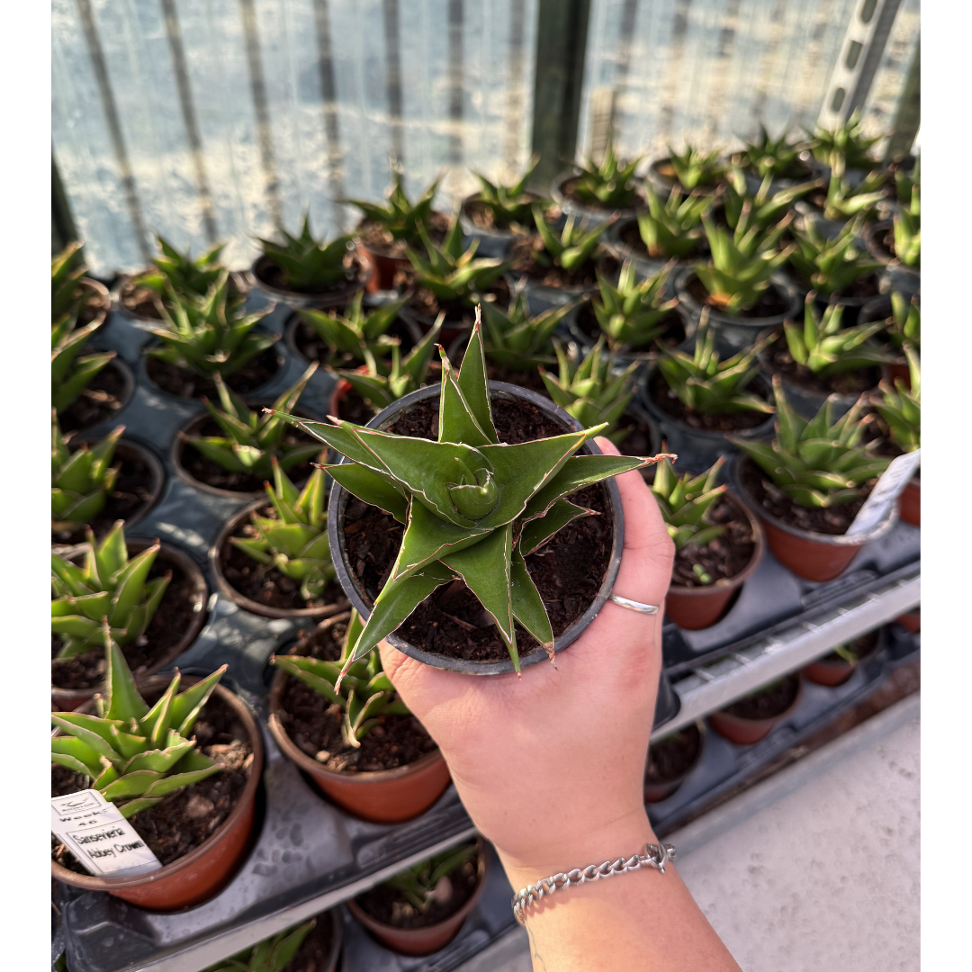 Sansevieria Green Tower