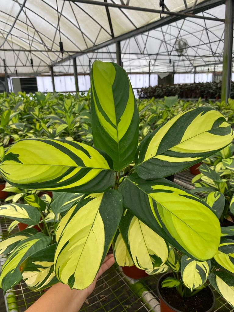 6" Calathea Pilosa