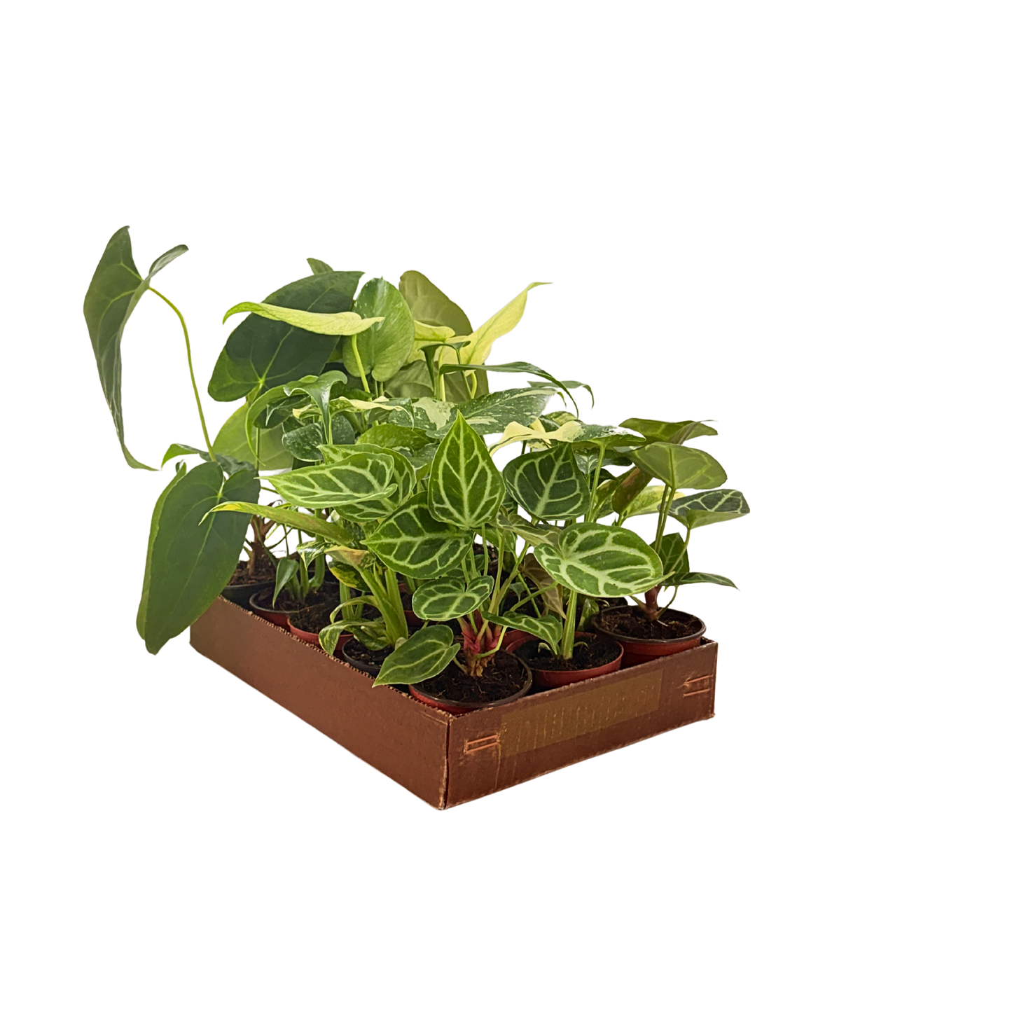 4" Rare Plant Collection Mix (Grower's Choice)