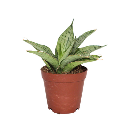 Sansevieria Josephine