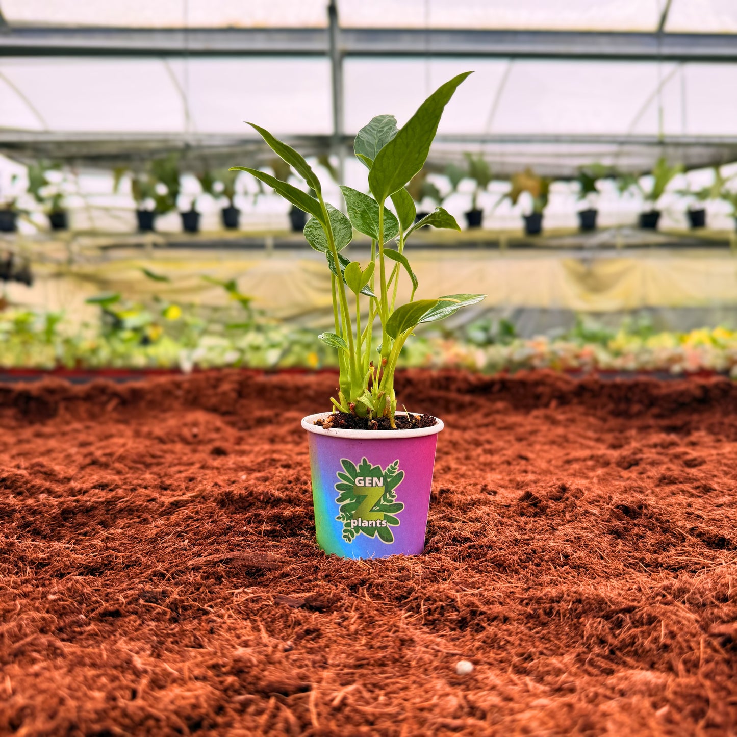 2" Anthurium Auspicious Red