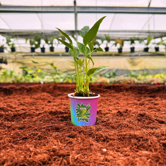 2" Anthurium Auspicious Red