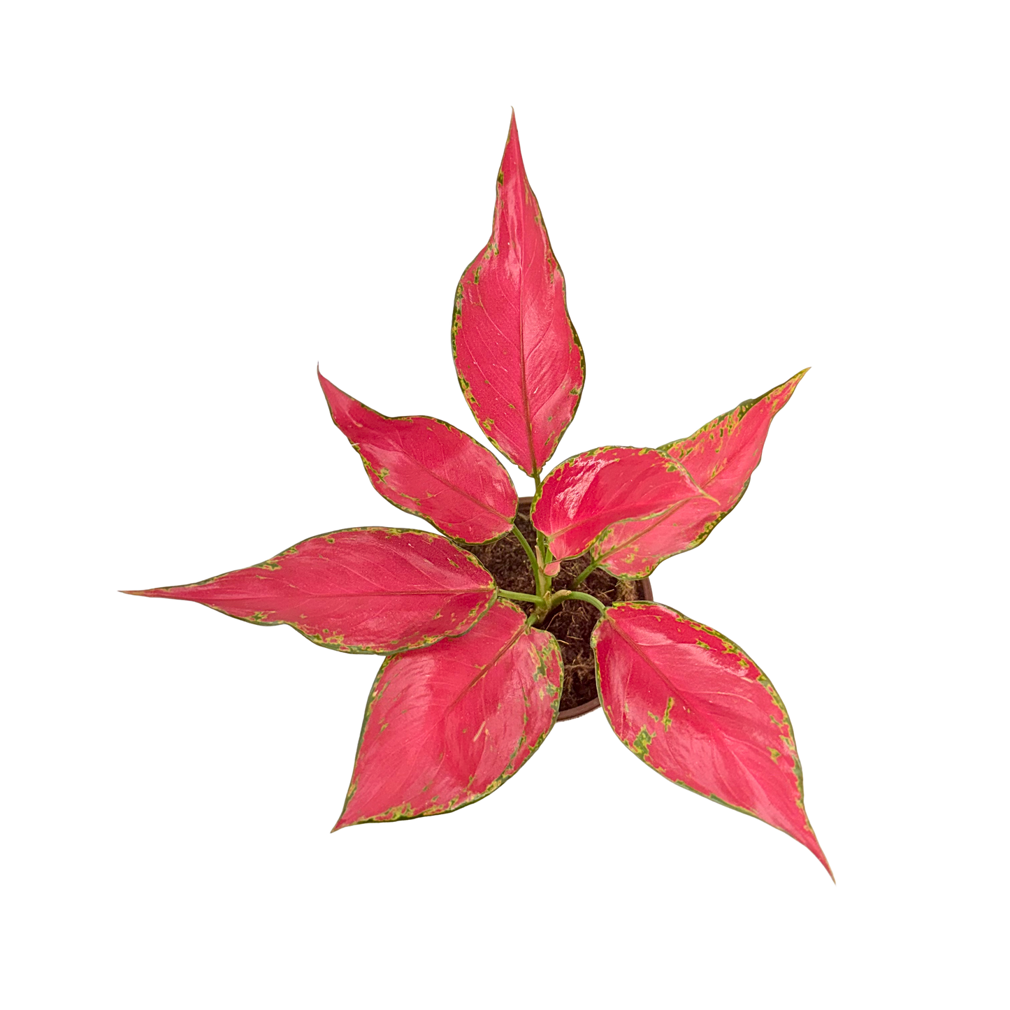 4" Aglaonema Rubi Garuda