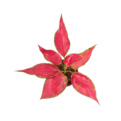 4" Aglaonema Rubi Garuda