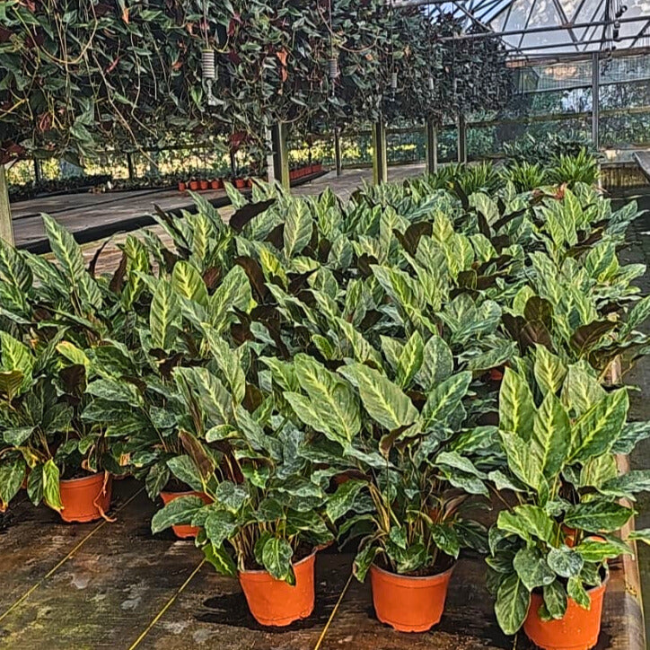 6” Calathea Maui Queen