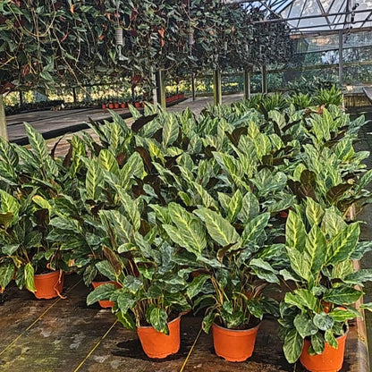 6” Calathea Maui Queen