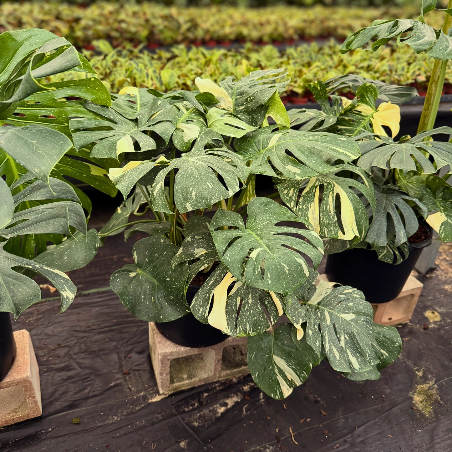 14" Monstera Thai Constellation