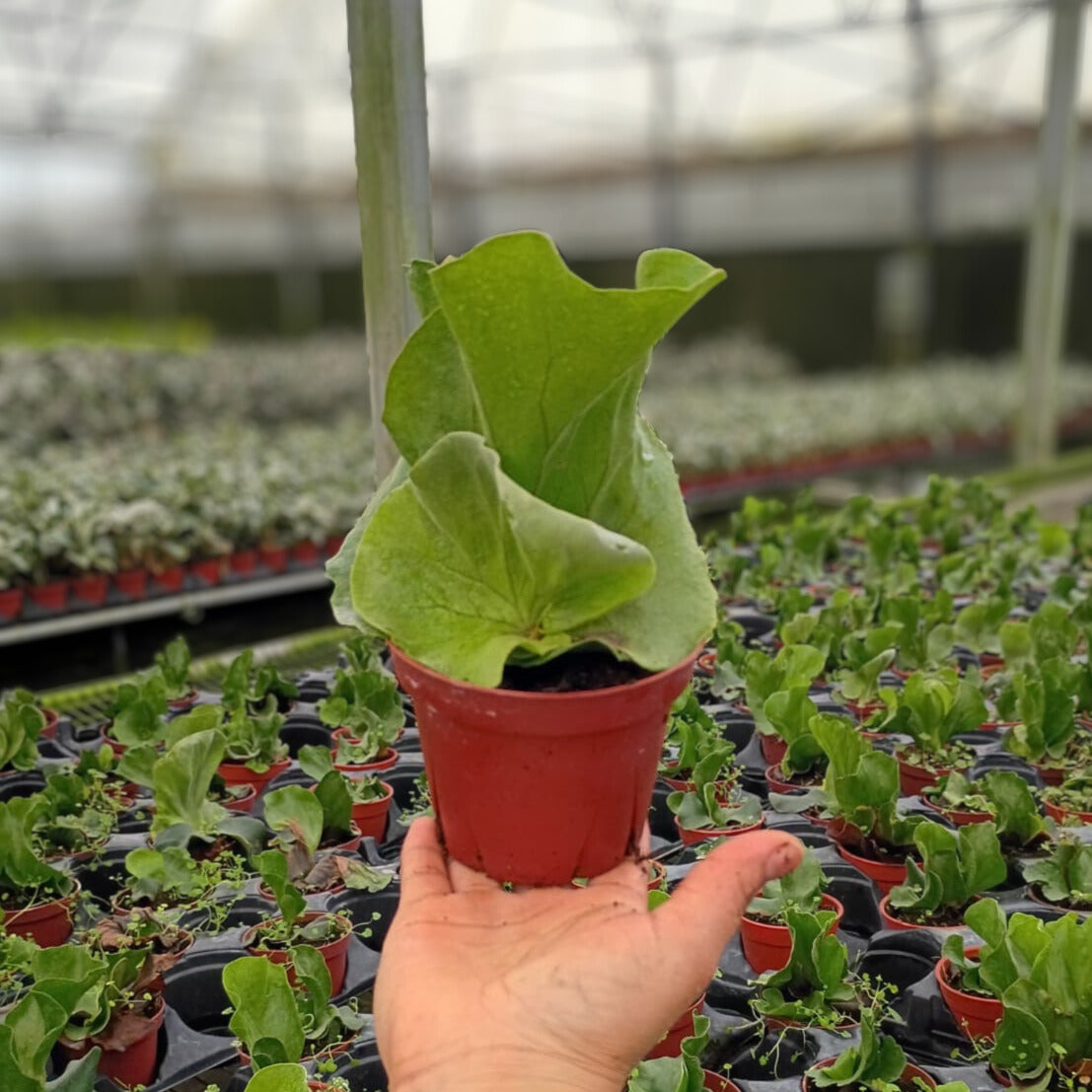 4" Platycerium angolense Welw.ex Hook