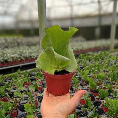 4" Platycerium angolense Welw.ex Hook