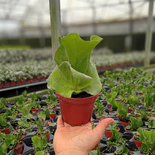 4" Platycerium angolense Welw.ex Hook