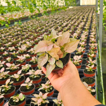 4” Syngonium Pink Perfection