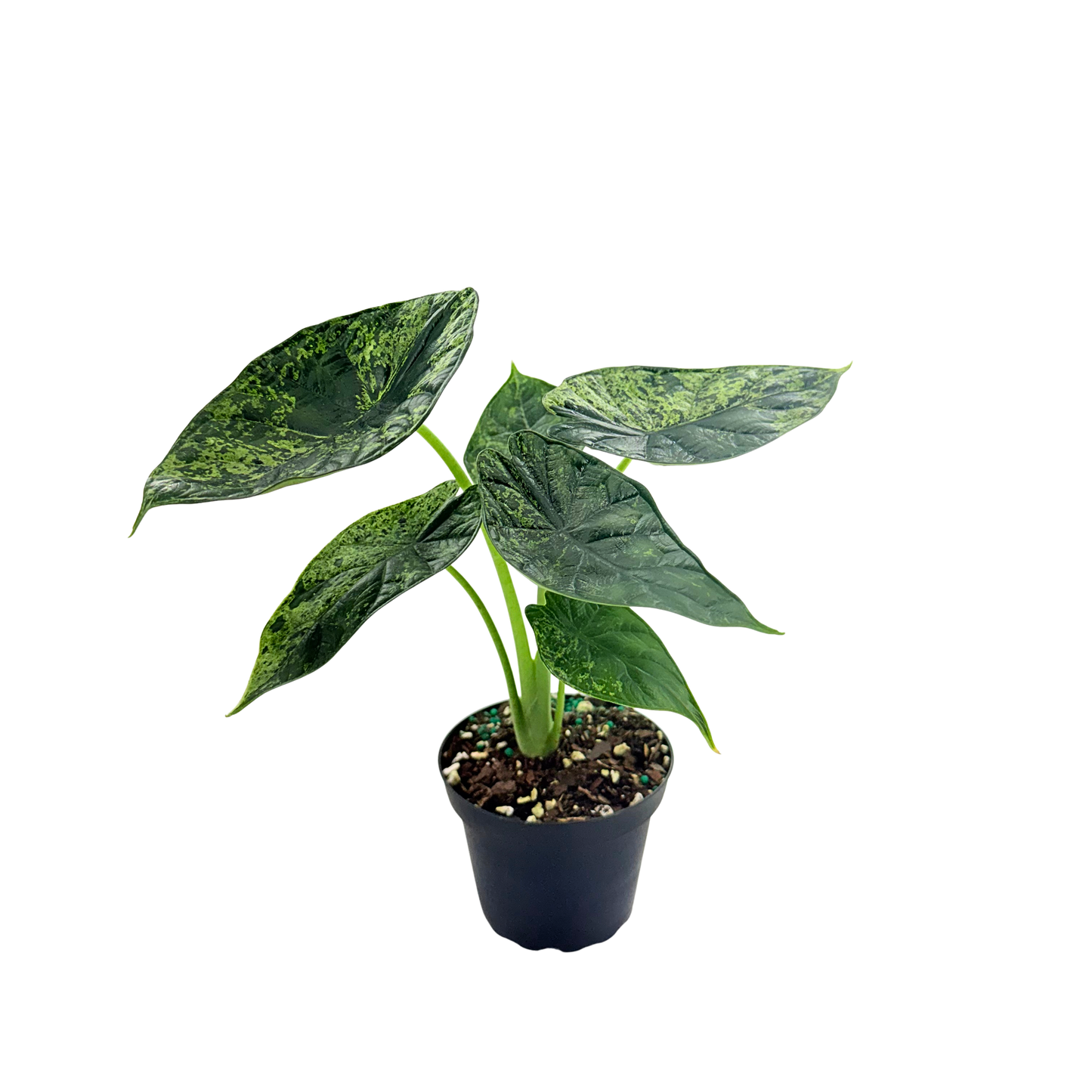 4” Alocasia Dragon Scale (Mint Variegated) (Low Variegation)