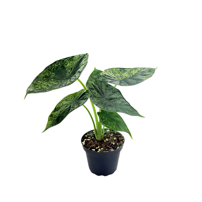 4” Alocasia Dragon Scale (Mint Variegated) (Low Variegation)