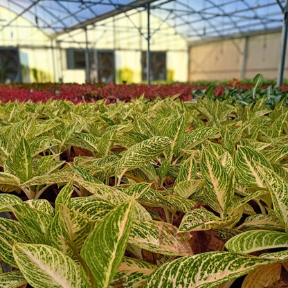 4" Aglaonema Legacy White
