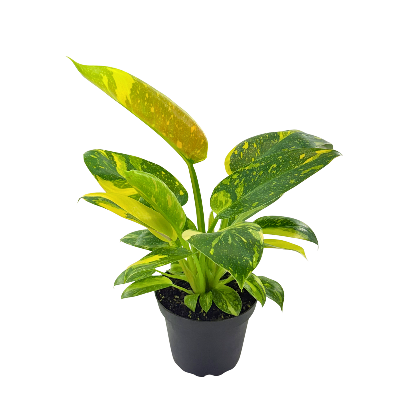 4" Philodendron Green Congo Varigated (High Variegation)