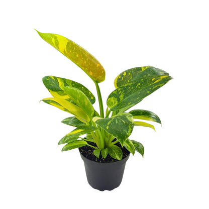 4" Philodendron Green Congo Varigated (High Variegation)