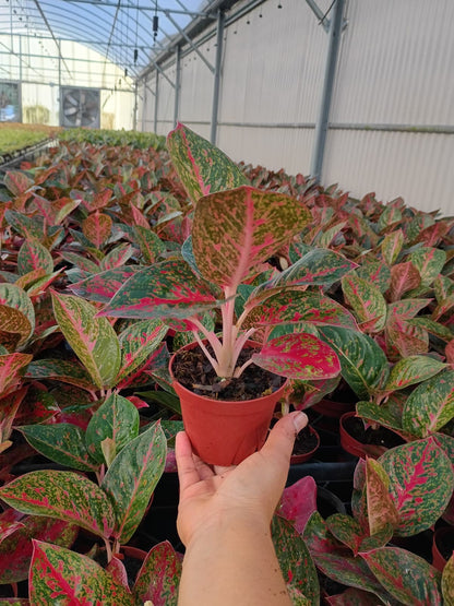 4" Aglaonema Red Stardust