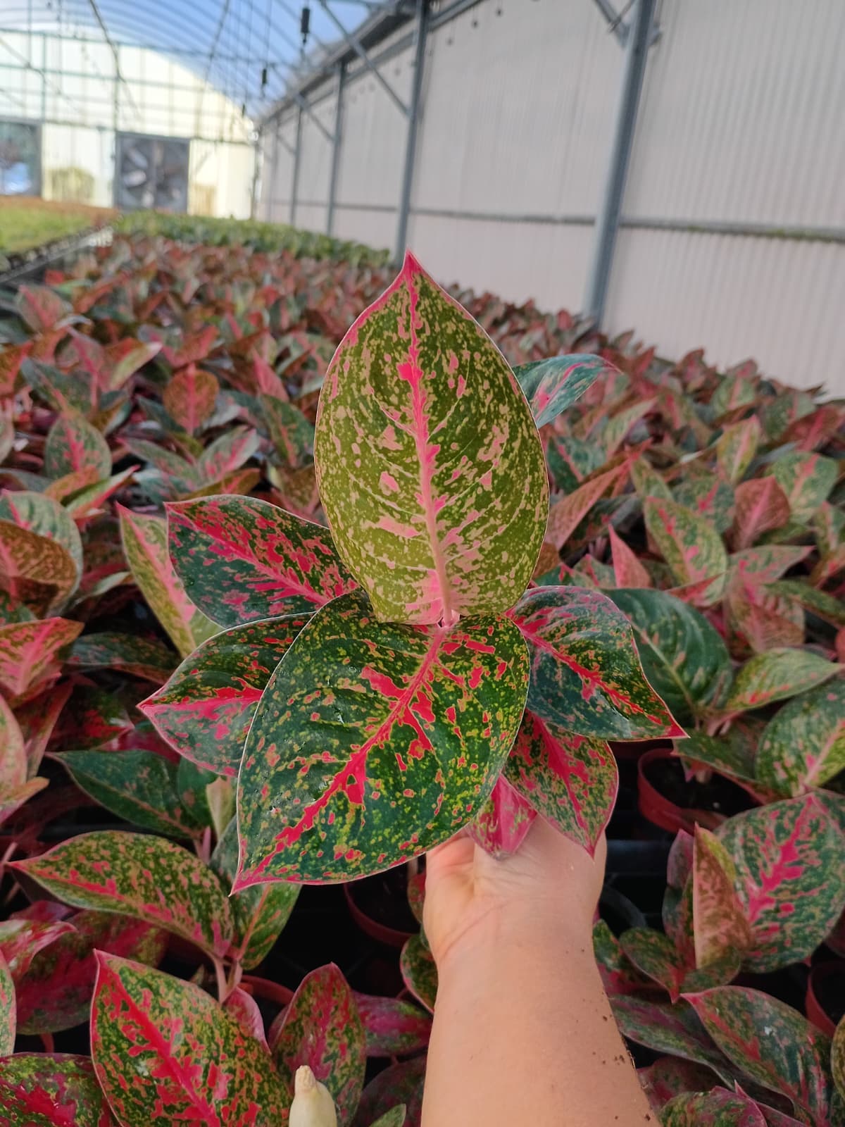 4" Aglaonema Red Stardust